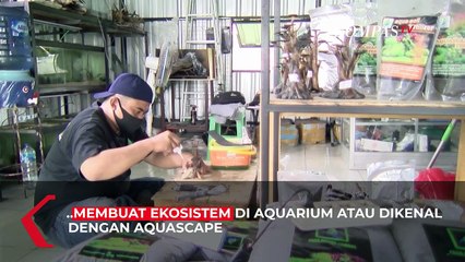 Raup Untung dari Seni Aquascape Hingga Puluhan Juta Rupiah