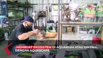 Raup Untung dari Seni Aquascape Hingga Puluhan Juta Rupiah