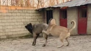 COBAN KOPEKLERi BAHCEDE OYUNDALAR - SHEPHERD DOGS GAME
