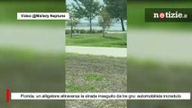 Florida, un alligatore attraversa la strada inseguito da tre gru: automobilista incredulo
