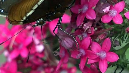 Colômbia: o reino das borboletas