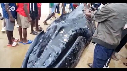 Stranded whale baffles Sierra Leoneans