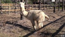 Alpacas give organic farmers a helping hand