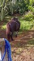 Kitty Cat Cowboy Rides Mini Horse