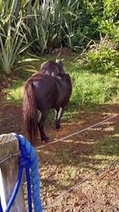 Kitty Cat Cowboy Rides Mini Horse