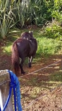 Kitty Cat Cowboy Rides Mini Horse