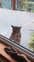 Young Bobcat Pops by for a Peek