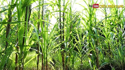 Ngừa Tai Biến - Chống Đột Quỵ - Giảm Mỡ Máu - Loại Thức Uống Nhà Nào Cũng Nên Làm  Chùa Pháp Tạng