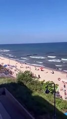 Des sangliers filmés sur la plage en pologne...