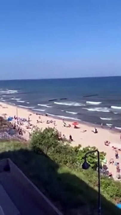 Des sangliers filmés sur la plage en pologne...