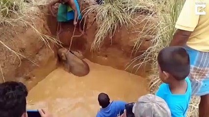 Descargar video: Des villageois réunis pour sauver un bébé éléphant coincé dans la boue