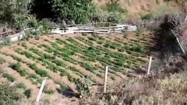 BİNGÖL - 101 kilogram esrar ve 2 bin kök kenevir ele geçirildi