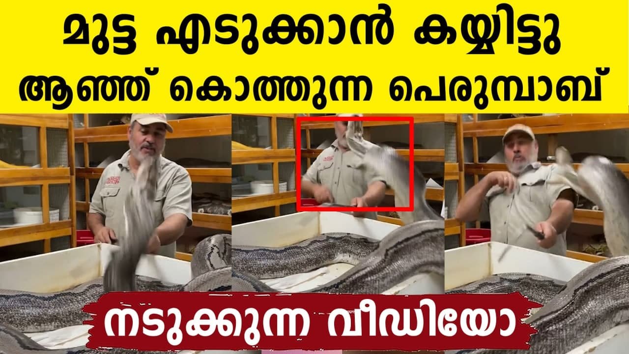 Snake attacks zookeeper in the face in shocking video | Oneindia Malayalam