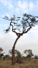 Leopard  chasing a monkey  a top a tree 