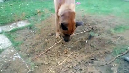 Good Doggo Helps Pull Out Roots in the Garden