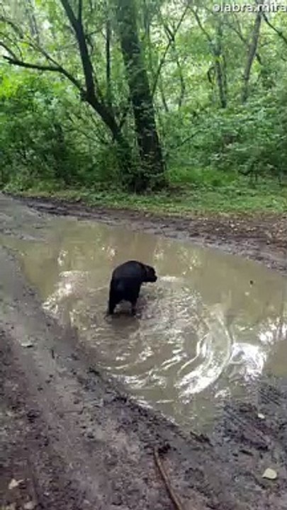 Small Tree Can't Save Slipping Man from Mud Puddle
