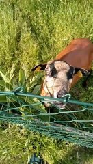Goats Cronch on Tasty Chips