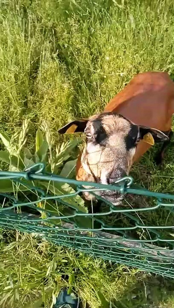 ⁣Goats Cronch on Tasty Chips