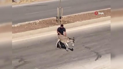 Hasta eşeği yolun karşısına geçirerek insanlık dersi verdi