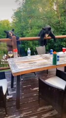 Bears Knock Over Beers on Back Porch