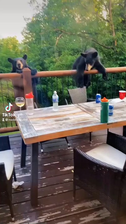 Bears Knock Over Beers on Back Porch