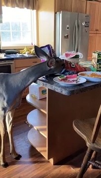 Orphaned Deer Stops in for Leftover Snacks