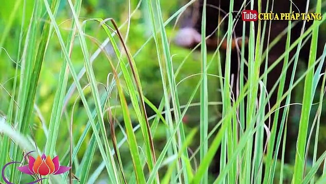 Nhiễm Độc Giáp - Phình Giáp - Ung Thư Tuyến Giáp - Ung Thư Tử Cung Chùa Pháp Tạng