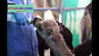 Automatic Camel Milking Technology - Modern Camel Farming -  Amazing Camel Milk Product