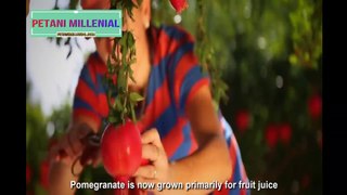 Awesome Agriculture Technology_ Pomegranate Cultivation - Pomegranate Farm and Harvest