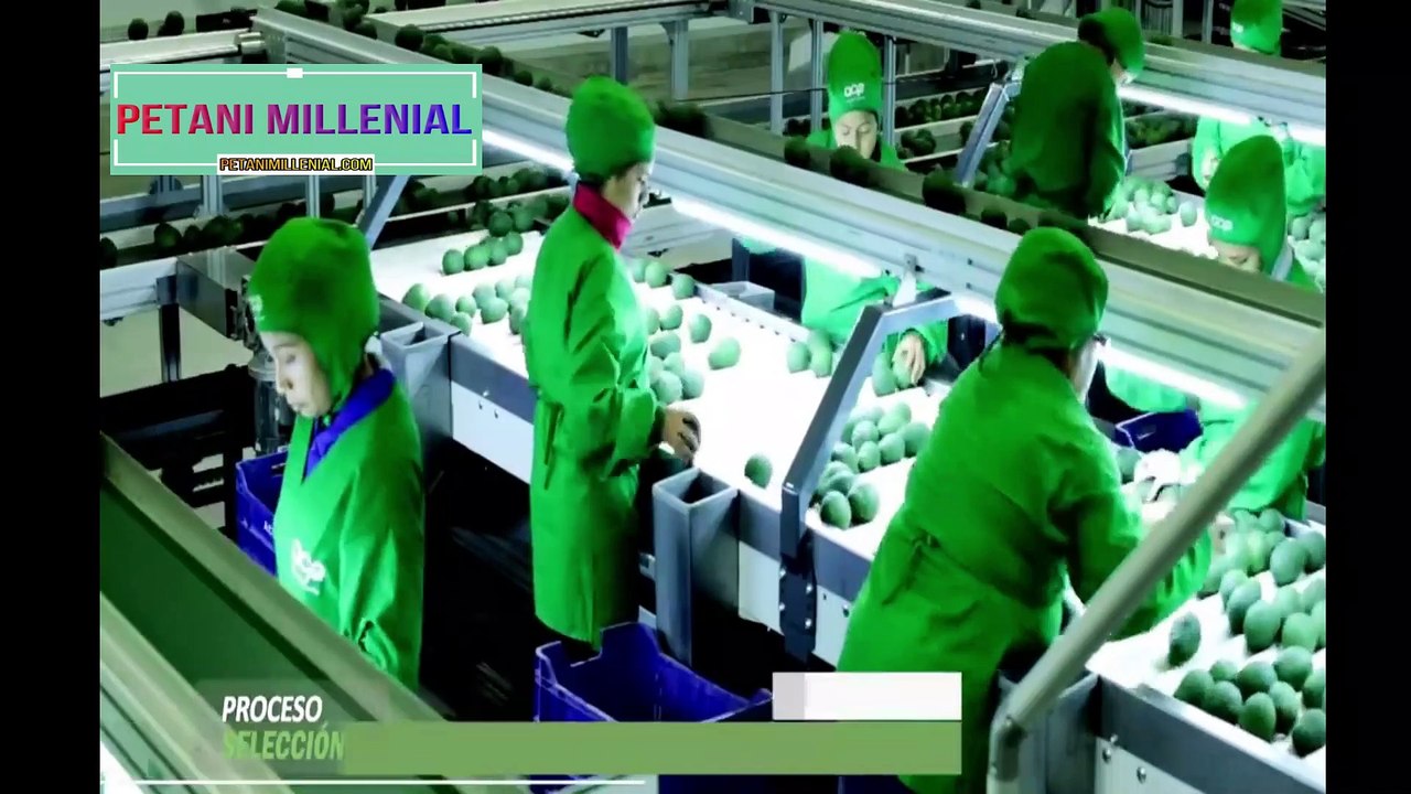 Awesome Agriculture Technology_ Pomegranate Cultivation - Pomegranate Farm and Harvest