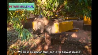 Almond Farming and Harvest