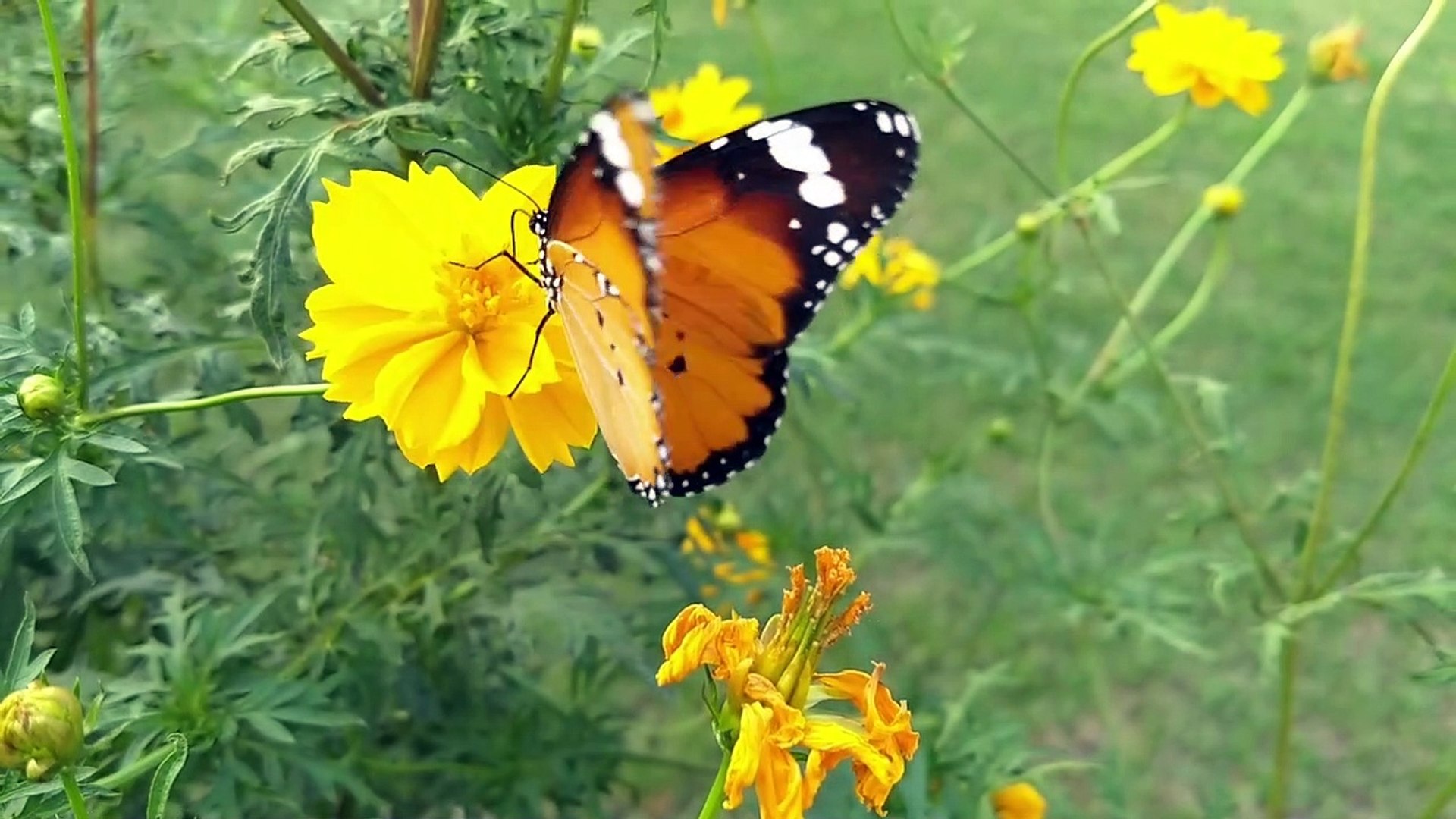 ⁣Relaxing sounds natural bird song, Beautiful nature music. Relaxing music for relax your mind,