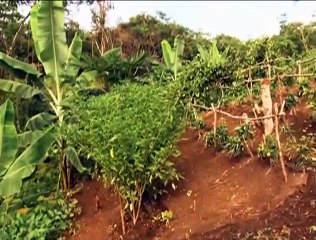 Historia de Vida | CLAP Betania Plaza de Ocumare del Tuy produce diversos rubros agrícolas