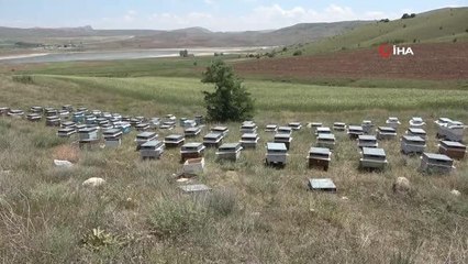 Kuraklık arıcıları endişelendiriyor