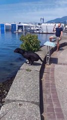 Fetching Doggo Takes Flight