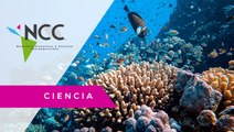 Científicos estudian nuevas especies marinas en México para protegerlas
