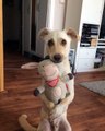 Dog Hugs The Stuffed Animal