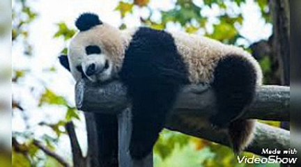 Why are there a few pandas in the world