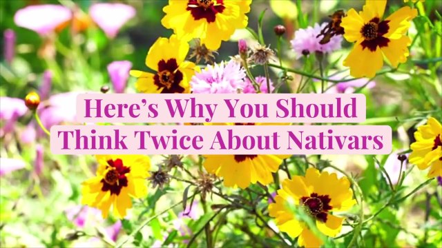Grow Native Plants to Help Pollinators, But Here's Why You Should Think Twice About Nativars