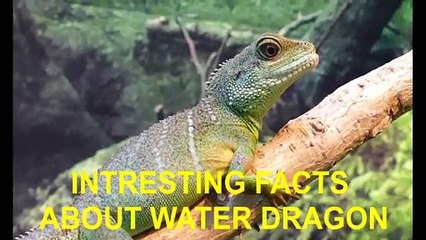 Interesting Facts About Water Dragon