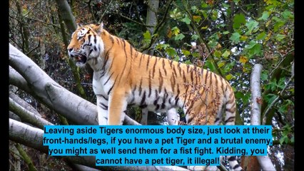 Incredible Facts About Tigers