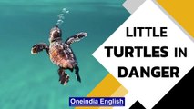 Sea Turtles in the South Pacific: Breeding Grounds Under Threat | Oneindia News
