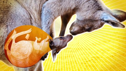 A kangaroo's pouch is much more complex than you might think