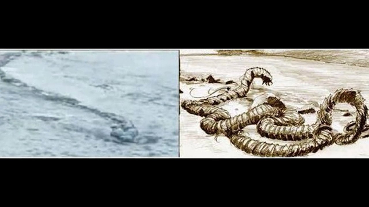 Las 5 criaturas más insólitas captadas en cámaras