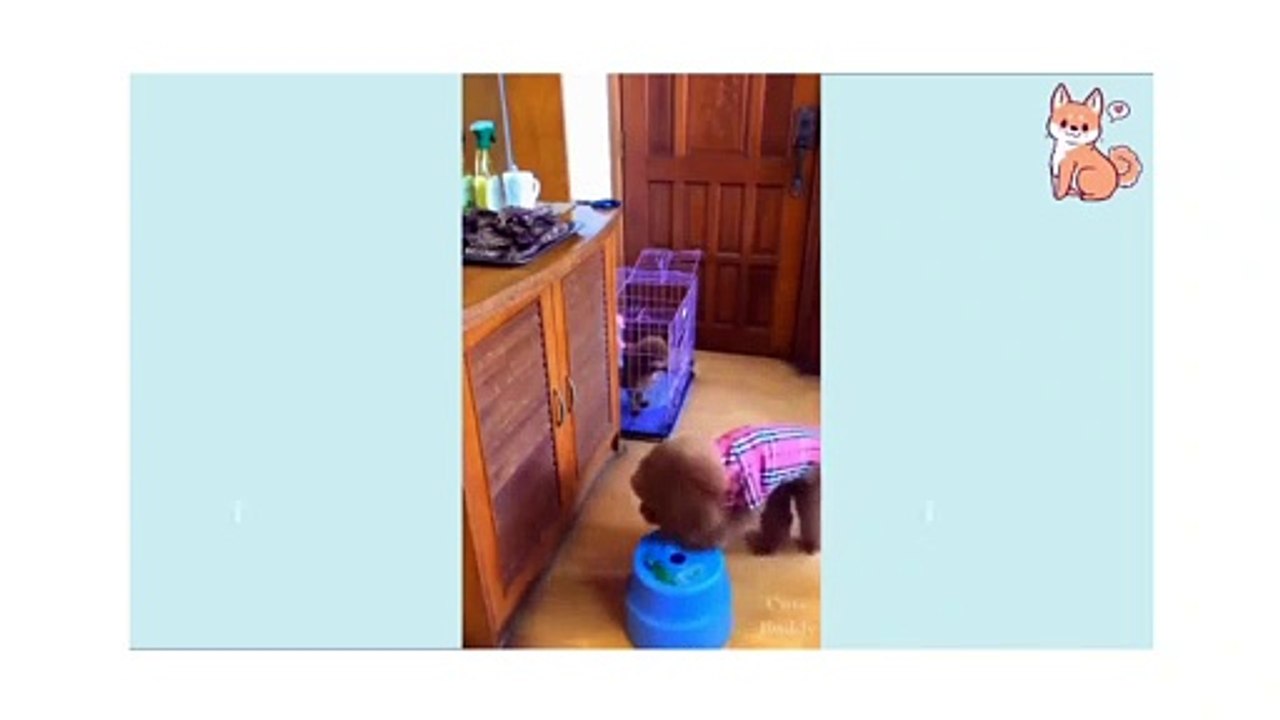 Cute mom dog giving toys to her puppy |funny animal