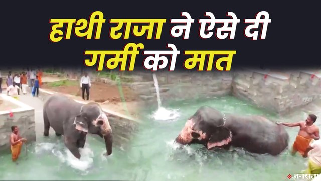 गर्मी से परेशान हाथी ने कुछ यूं किया पुल में मस्ती | Elephant Bath Viral Video