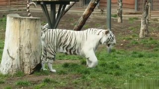 The royal Bengal tiger videos.