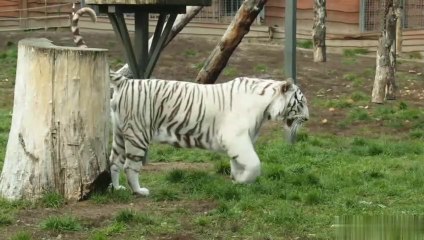 The royal Bengal tiger videos.