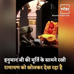 Watch This Unusual Video Of A Monkey Reading The Ramayan