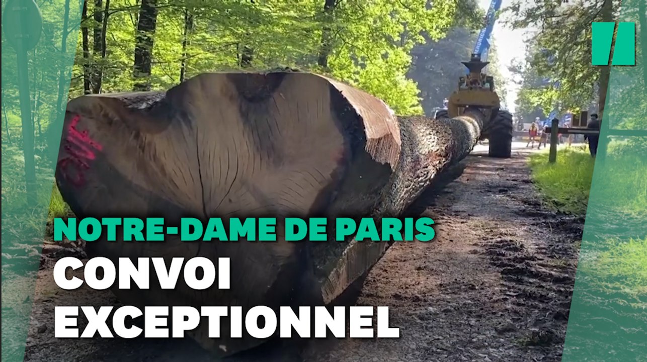 Ces chênes vont devenir la flêche de Notre-Dame-de-Paris